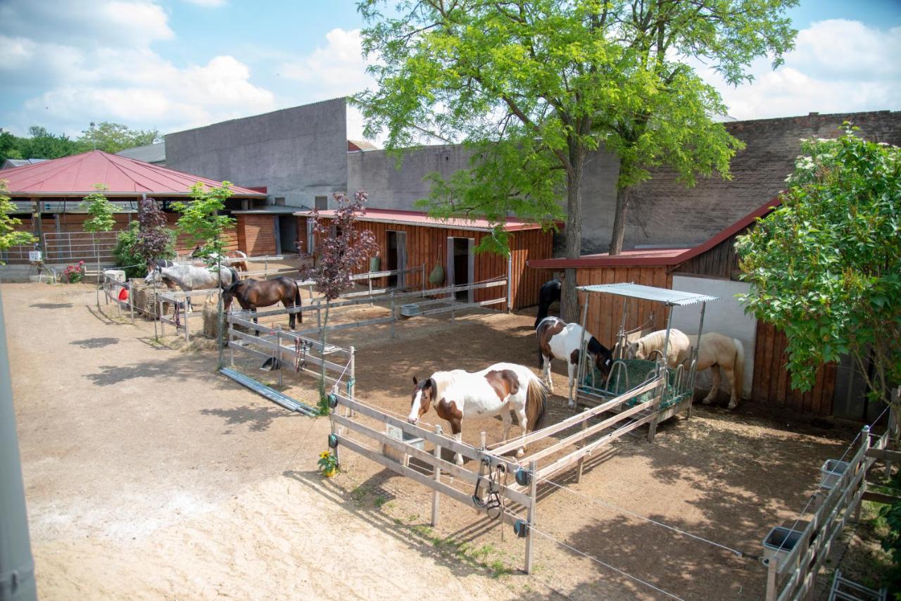 Ranchzimmer Am Hippo-Campus Reit- Und Therapiezentrum Deutsch Haslau 외부 사진