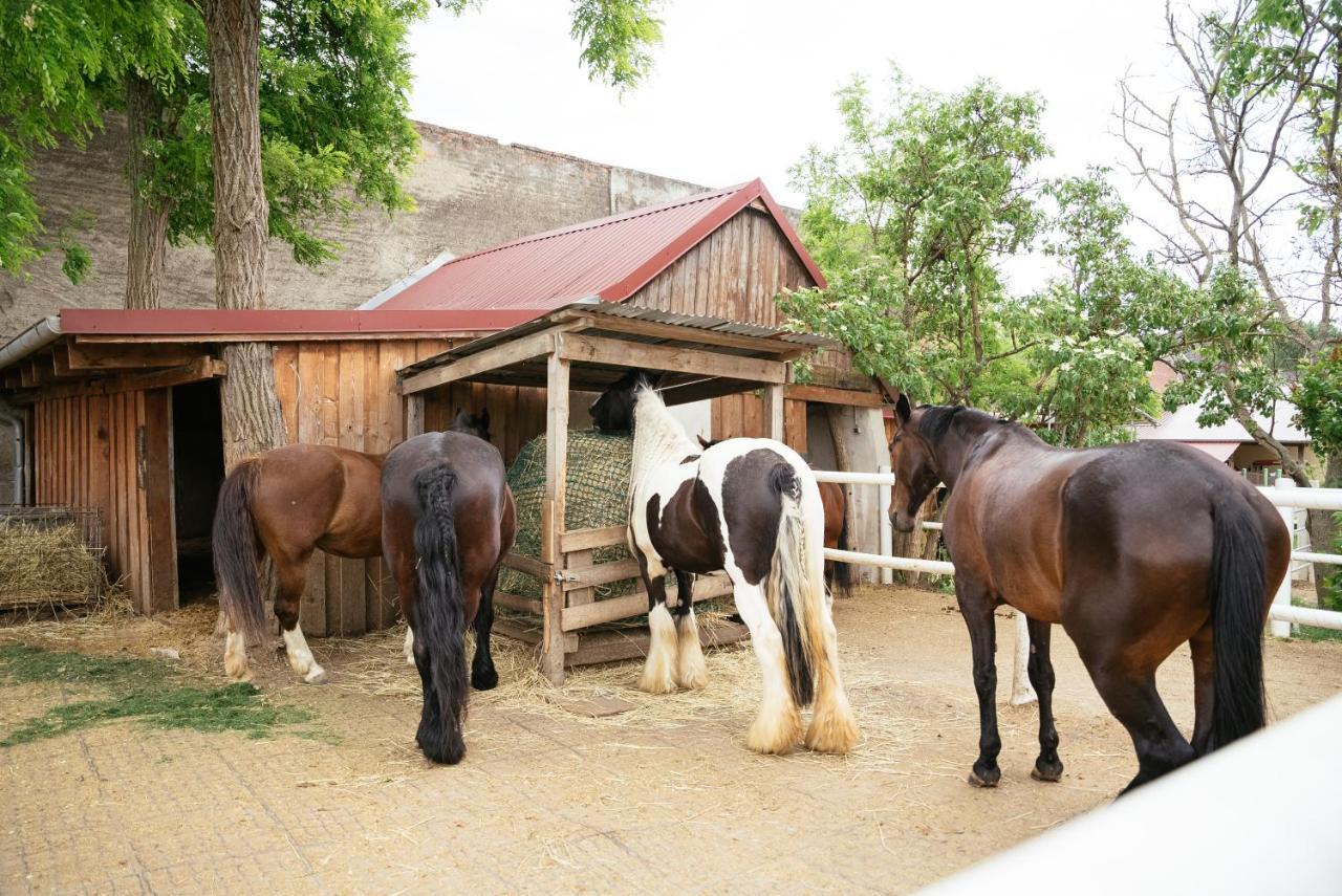 Ranchzimmer Am Hippo-Campus Reit- Und Therapiezentrum Deutsch Haslau 외부 사진
